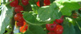 Fruitplanten